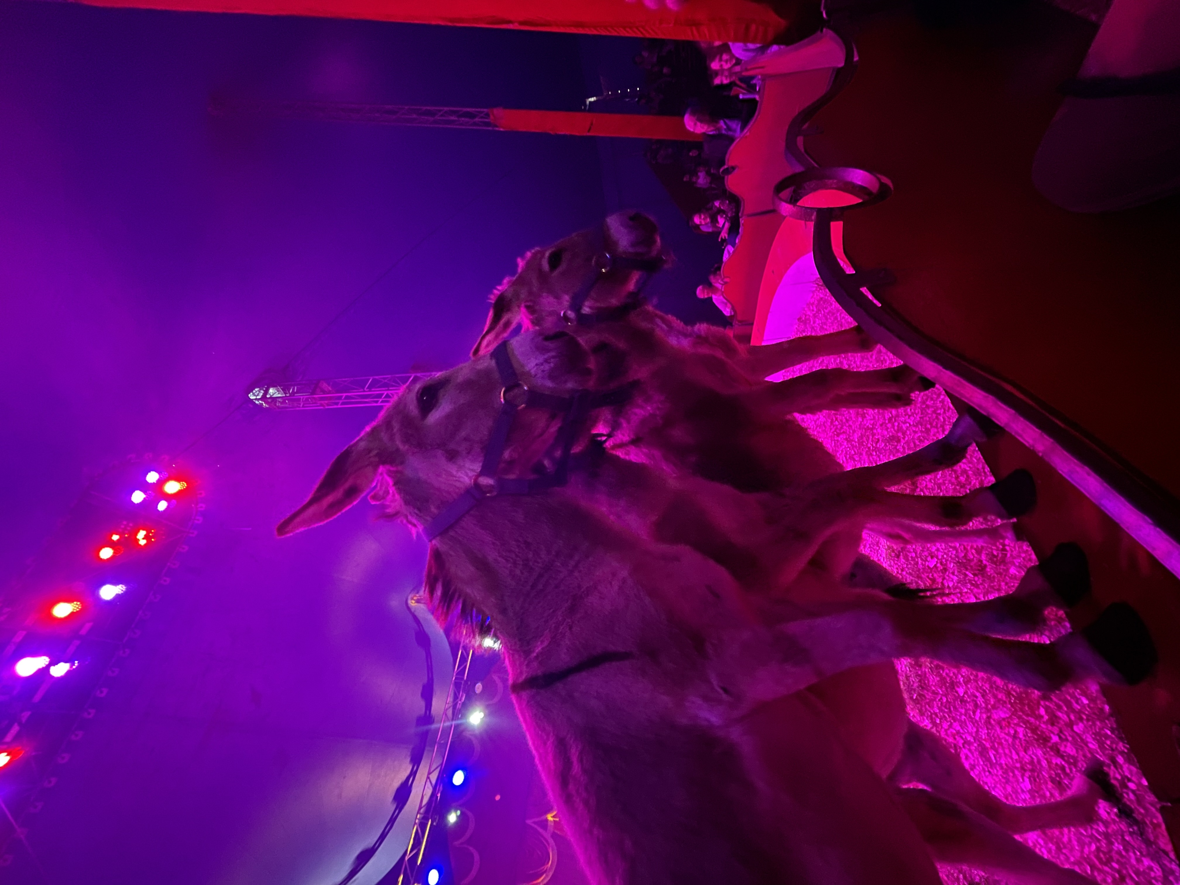 Les chevaux